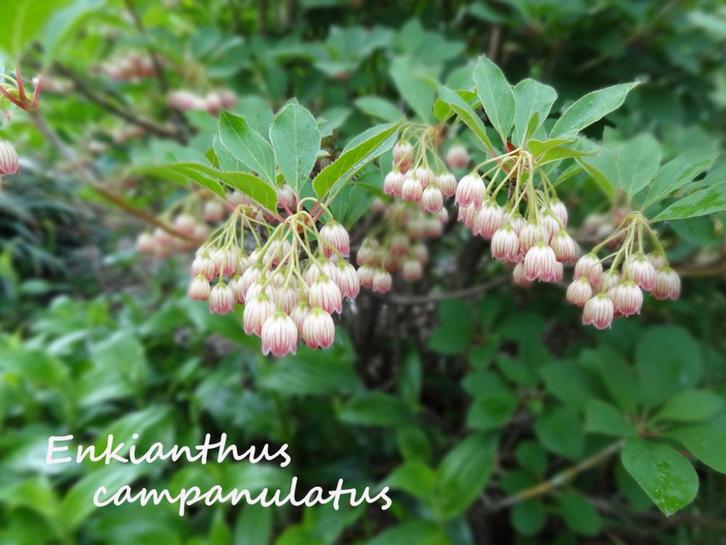 Prachtig Pronkklokje / Enkianthus Campanulatus, Tuin en Terras, Planten | Tuinplanten, Vaste plant, Overige soorten, Halfschaduw