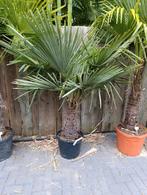 Trachycarpus fortunei winterharde palmboom, Ophalen, Zomer, Volle zon, Palmboom