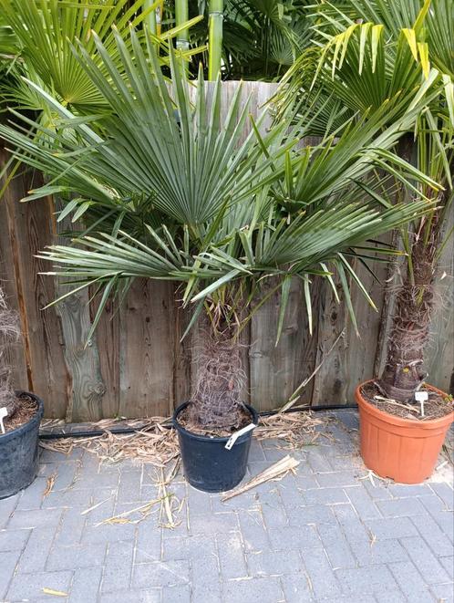Trachycarpus fortunei winterharde palmboom, Tuin en Terras, Planten | Bomen, Palmboom, Volle zon, Zomer, Ophalen