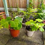 Jonge Druivenplanten 4 stuks, Ophalen, Volle zon, Vaste plant, Bloeit niet
