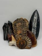 Unieke set prehistorie, Verzamelen, Mineralen en Fossielen, Ophalen of Verzenden, Fossiel