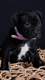 Puppy stafford x boerboel puppie lekker grof en heel lief !, Dieren en Toebehoren, Honden | Bulldogs, Pinschers en Molossers, Particulier