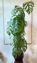 Monstera Esqueleto mother plant, Huis en Inrichting, Kamerplanten, Ophalen, In pot, Halfschaduw, 100 tot 150 cm