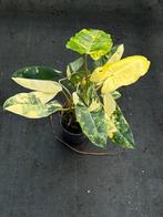 Philodendron burle marx variegata, Huis en Inrichting, Kamerplanten, Ophalen of Verzenden, Halfschaduw, Minder dan 100 cm