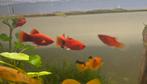 Platy (oranje), Dieren en Toebehoren, Vis