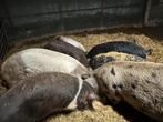 4 varkens te koop, Dieren en Toebehoren, Schapen, Geiten en Varkens, Meerdere dieren, Varken, 0 tot 2 jaar