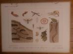 schoolplaat: bijplaten In het bosch / Op de heide, Antiek en Kunst, Antiek | Schoolplaten, Natuur en Biologie, Ophalen