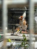 Te koop kweek koppel major putters Man wildkleur 2 pop, Dieren en Toebehoren, Vogels | Overige Vogels, Meerdere dieren, Wildzangvogel