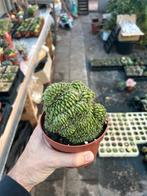 Gymnocalicium cristaat, Huis en Inrichting, Kamerplanten, Ophalen of Verzenden, Cactus, Minder dan 100 cm, Volle zon
