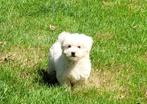 Maltezer pups te koop, Dieren en Toebehoren, Maltezer, CDV (hondenziekte), 8 tot 15 weken, Meerdere