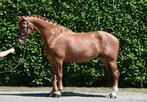 Top braaf menpaard!, Dieren en Toebehoren, Paarden, Ruin, Gechipt, 11 jaar of ouder