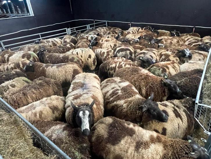 Schapenwol, Dieren en Toebehoren, Schapen, Geiten en Varkens, Geit, Vrouwelijk