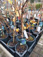 Druif 'Boskoop Glory' - Heerlijke zoete druiven!, Tuin en Terras, Planten | Tuinplanten, Ophalen, Eenjarig, Groenteplanten, Volle zon