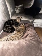 Twee lieve jonge katten zoeken een warm, blijvend thuis, Dieren en Toebehoren, Katten en Kittens | Raskatten | Korthaar, Kater