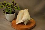 Schelp : grote Conch trompetschelp, Verzamelen, Ophalen of Verzenden, Schelp(en)