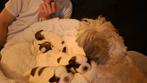 Shih Tzu Pup, Dieren en Toebehoren, Parvo, 8 tot 15 weken, Eén hond, Nederland