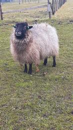 Ouessant Quessant ooien, Dieren en Toebehoren, Schapen, Geiten en Varkens, Vrouwelijk, Schaap, 6 jaar of ouder