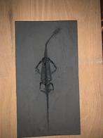 Fossiel van een Keichousaurus, Ophalen of Verzenden, Fossiel