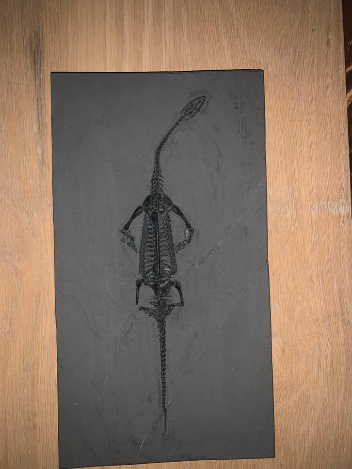 Fossiel van een Keichousaurus, Verzamelen, Mineralen en Fossielen, Fossiel, Ophalen of Verzenden