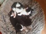 Lieve kittens mogen over 2weken naar   hun nieuwe  huisje., Dieren en Toebehoren, Geslacht onbekend, Kortharig, 0 tot 2 jaar