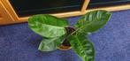 Philodendron imperial green, stoere makkelijk kamerplant, Ophalen, Halfschaduw, Minder dan 100 cm