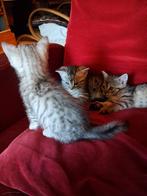 Kittens, Dieren en Toebehoren