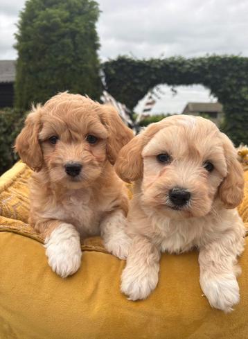Maltipoo pups beschikbaar voor biedingen