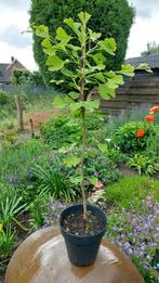 Ginkgo Biloba in pot p20. Japanse notenboom., Ophalen