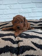Toy x dwerg poedel pups, Dieren en Toebehoren, Poedel, Nederland, CDV (hondenziekte), 8 tot 15 weken