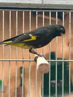 2 koppels zwarte sijzen, Meerdere dieren, Wildzangvogel, Geringd