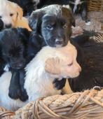 Golden Retriever kruising Border Collie pups, Golden retriever, Reu, CDV (hondenziekte), 8 tot 15 weken