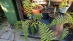 boomvaren Dicksonia antarctica, Tuin en Terras, Planten | Tuinplanten, Ophalen, Vaste plant, Overige soorten, Halfschaduw