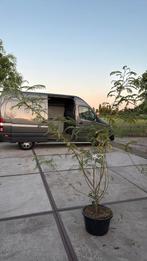 Albizia meerstammig hoog 150/175 grote kluit prijs 49,95 pst, Vaste plant, Halfschaduw, Zomer, Ophalen