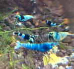 Blue bolt (taiwan bee) garnalen, Dieren en Toebehoren, Kreeft, Krab of Garnaal, Zoetwatervis