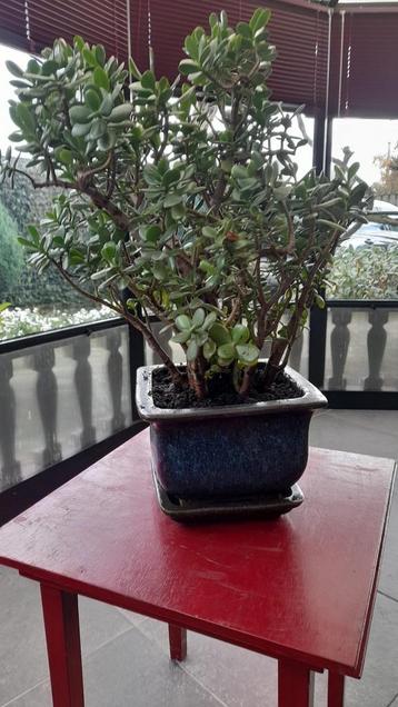 Lepeltjesplant (Crassula ovata) in pot beschikbaar voor biedingen