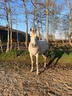 Weidemaatje/coach pony te koop, Dieren en Toebehoren, Paarden, Minder dan 160 cm, Gechipt, Ruin, Niet van toepassing