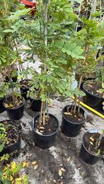 Wisteria’s of blauwe regen wit - blauw 1 pot hoog 175-200, Ophalen, Vaste plant, Halfschaduw, Klimplanten