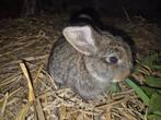 Jonge franse hangoor konijntjes, Dieren en Toebehoren, Konijnen, Meerdere dieren, Groot, Hangoor