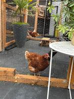 2 lieve bruine legkippen te koop, Dieren en Toebehoren, Pluimvee, Vrouwelijk, Kip