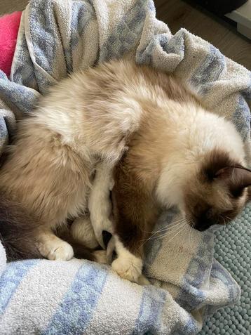 Ragdoll kittens met stamboom te reserveren  beschikbaar voor biedingen