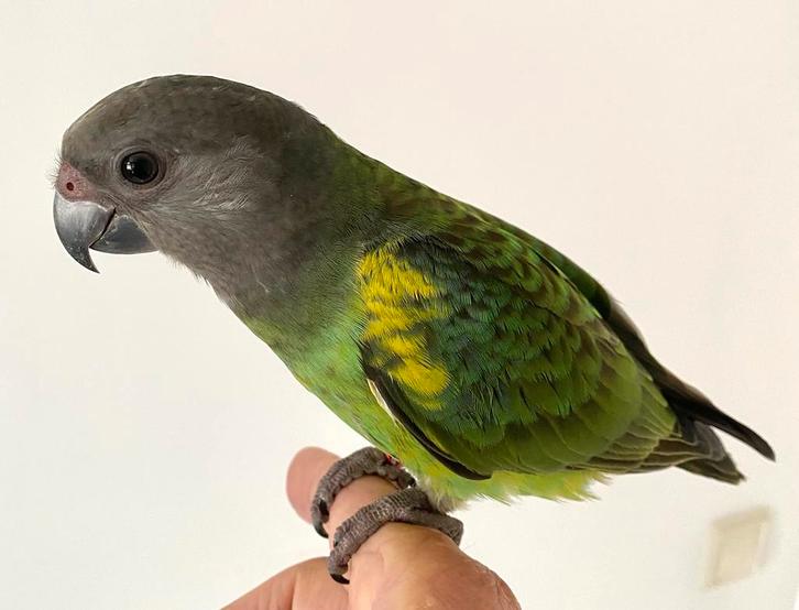 Super tam Meyer/Bonte boertje, Dieren en Toebehoren, Vogels | Parkieten en Papegaaien, Papegaai, Geslacht onbekend, Tam, Geringd