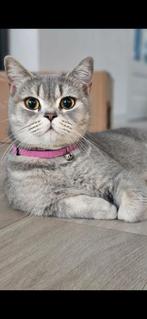 Bella britse korthaar, Dieren en Toebehoren, Poes