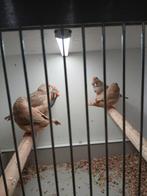 Zebravinken, Meerdere dieren, Tropenvogel