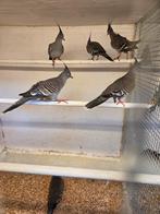 Australische kuif duiven, Dieren en Toebehoren, Meerdere dieren, Overige soorten