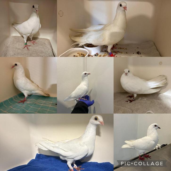Witte duiven, verschillende rassen, Dieren en Toebehoren, Vogels | Duiven, Overige soorten, Meerdere dieren