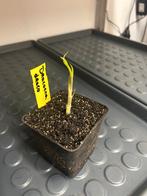 Bio jonge plant Dracaena draco/ drakenbloedboom (Nog 2), Ophalen of Verzenden, Vaste plant, Overige soorten, Volle zon