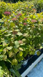 Strong annabelle roze in knop €12, Tuin en Terras, Planten | Tuinplanten, Ophalen, Zomer, Overige soorten, Halfschaduw