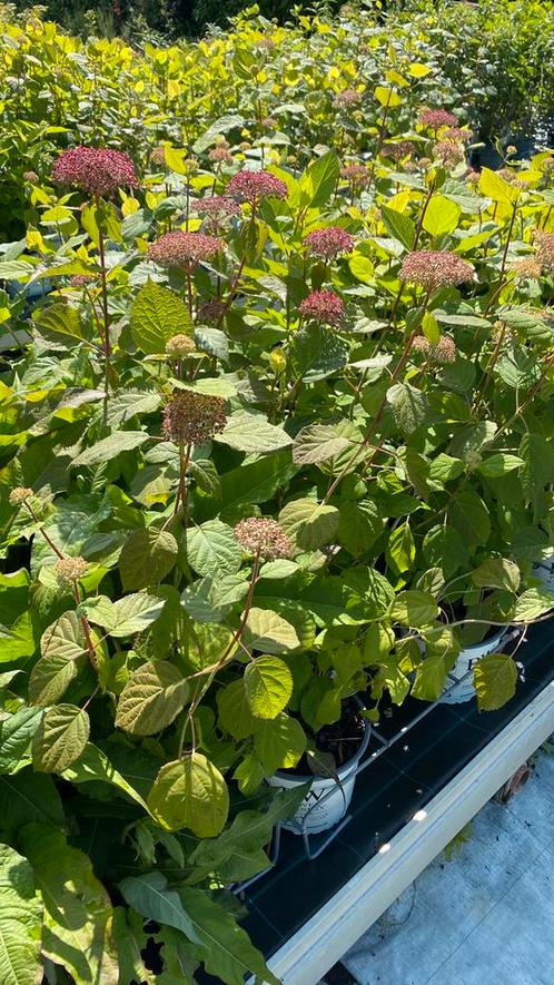 Strong annabelle roze in knop €12, Tuin en Terras, Planten | Tuinplanten, Overige soorten, Halfschaduw, Zomer, Ophalen