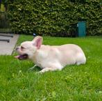 🥰 Super lieve franse Bulldog dekreu Storm ter dekking 🥰