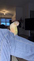 Tamme pyrrhura 150 euro inclusief grote kooi, Dieren en Toebehoren, Meerdere dieren, Papegaai